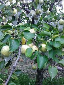 苏北医院吃瓜,揭秘背后真相与争议  第3张